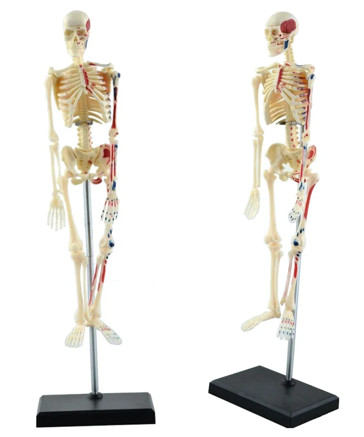 Genuine 4D toy 4D Master human body assembly model full body skeleton model can be used medically