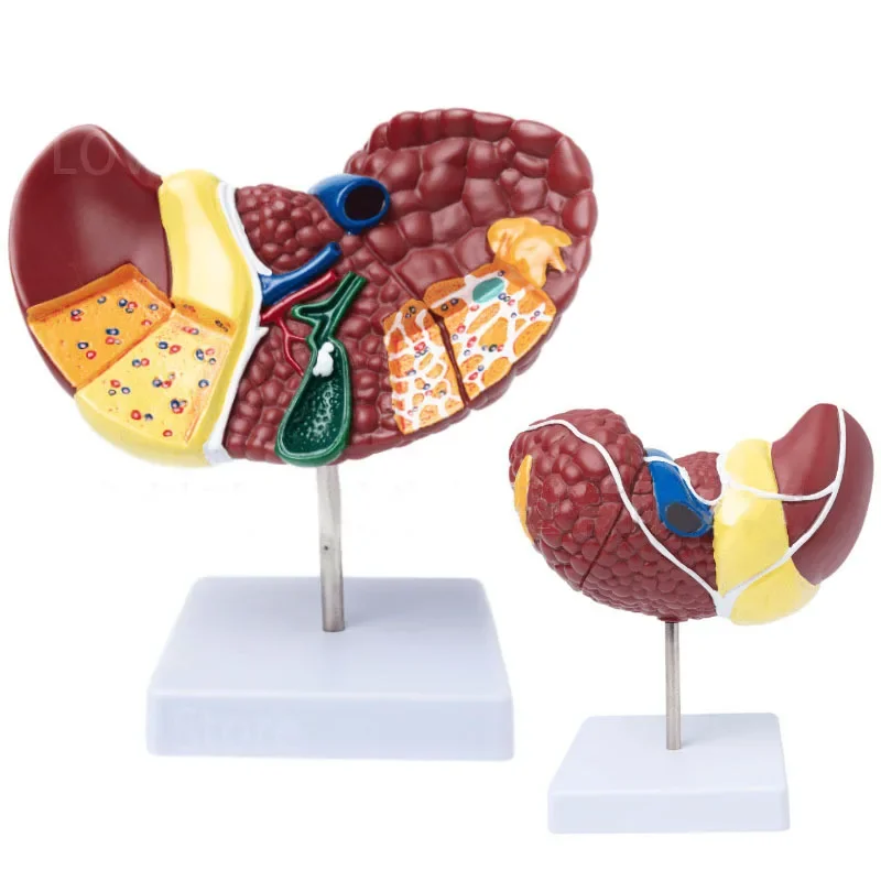 1:1 Human Pathological Liver Anatomical Model Display Of Digestive System Anatomy Teaching Model