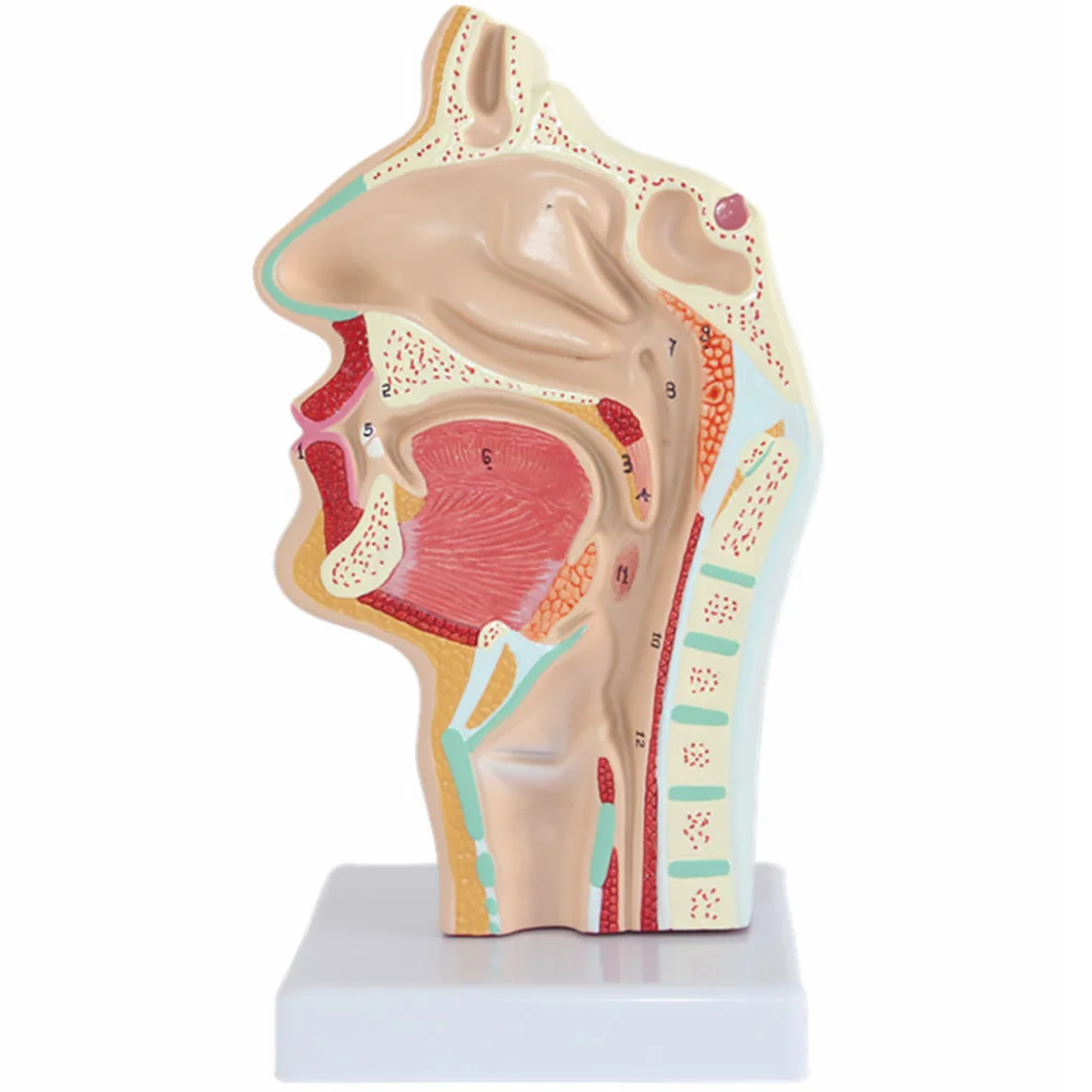 Modelo de anatomía bucal de la cavidad nasal humana para estudiantes de medicina Laringe normal y faringe Nariz Gola