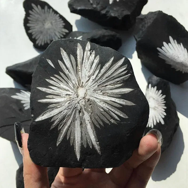 Raw Chrysanthemum Flower Stone Irregular Black & White Chakra Geological Formation Crystal Rock Display Specimen Unique Gift