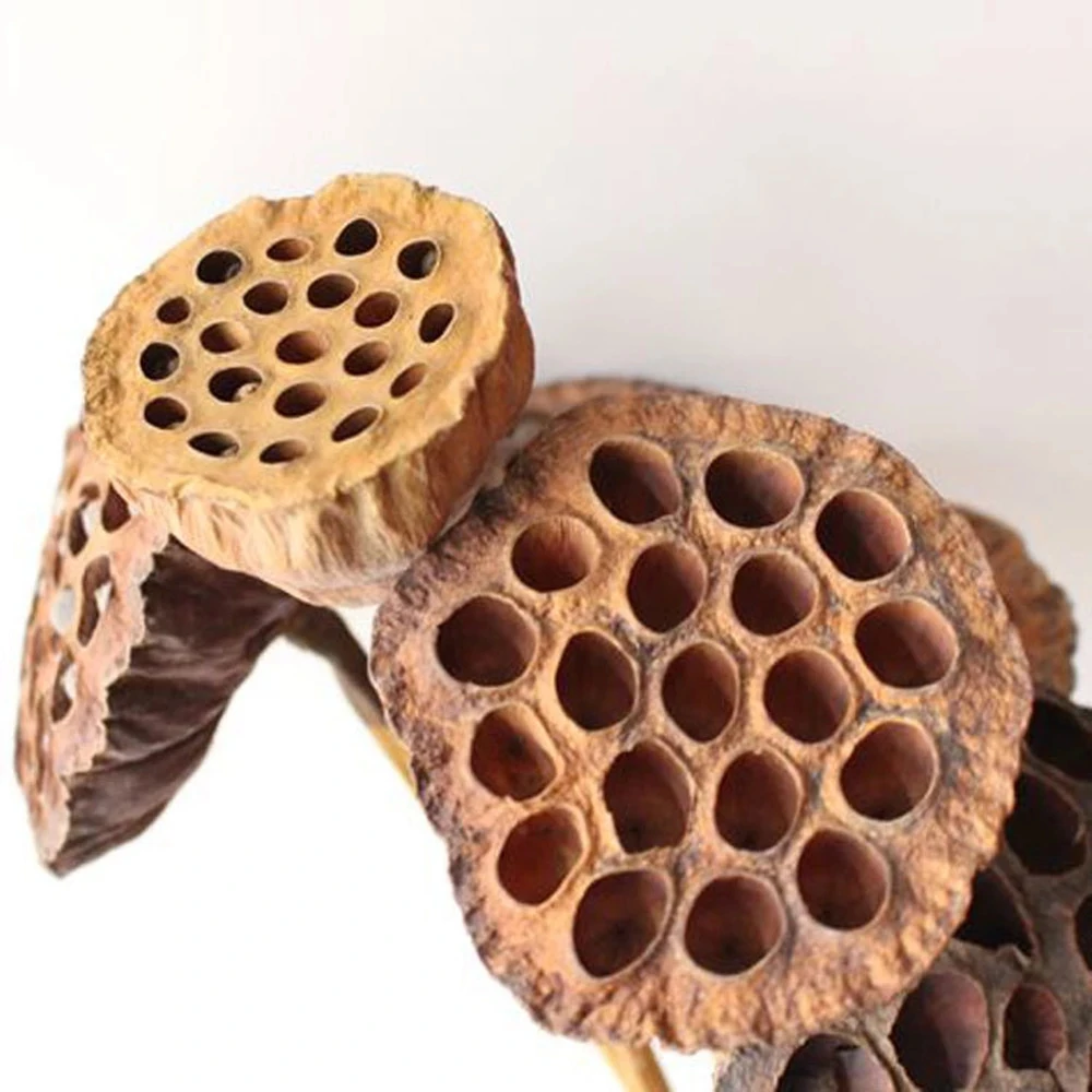 Package of 10 Mini Lotus Pod Heads For Crafting Hand Natural Dried Brown Lotus Pods No Stems