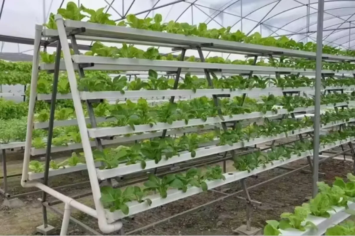 نظام Nft للزراعة المائية مع مجموعات ثقوب 36/54/72/108 نظام AType العمودي أنظمة الزراعة المائية أنبوب PVC