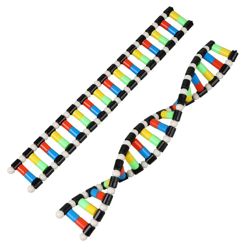 DNA Double Helix Structure Model Component Biological Genetic Gene And Variation Teaching Equipment Experimental Equipment