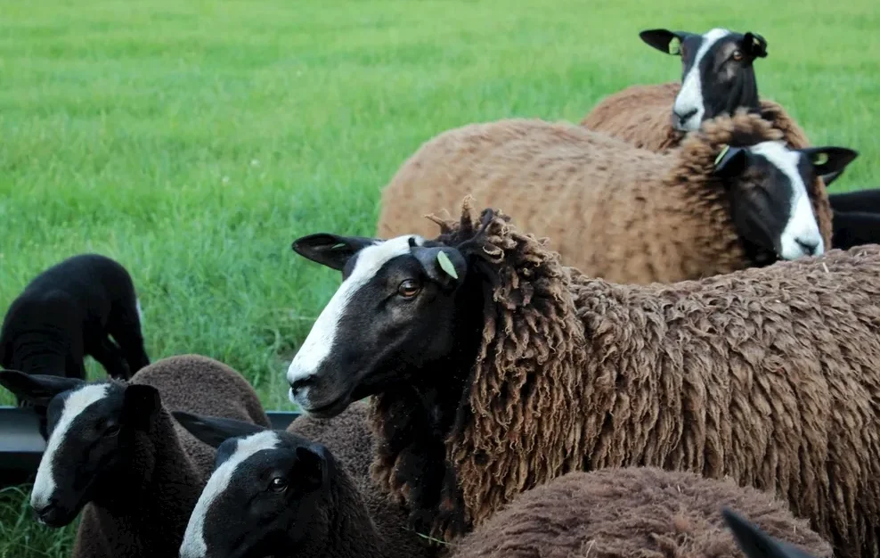 

4 пары Gemfan D90 D90-3 3 лопасти 90 мм 3,5 дюйма пропеллер M5 отверстие более высокая эффективность для RC Freestyle Cinehoop Racing Drones Запчасти