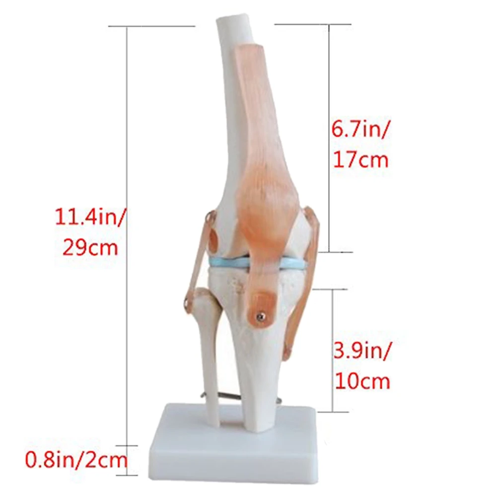 Joelho Joint Simulation Model, Anatomia Humano, Life Size, 1:1