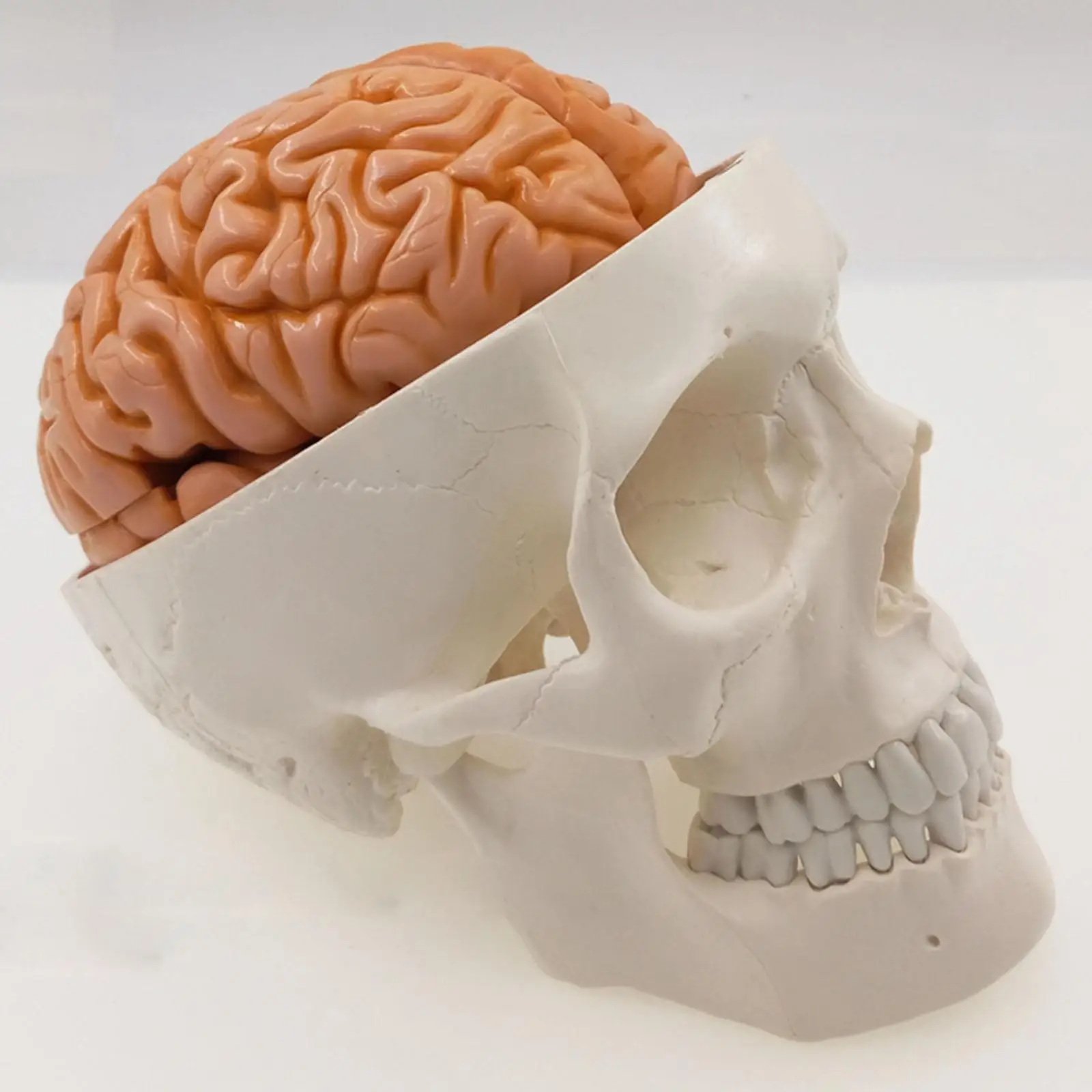 

Life Size Human Skull 3 Parts With Brain 8 Parts Numbered Model for Medical Study