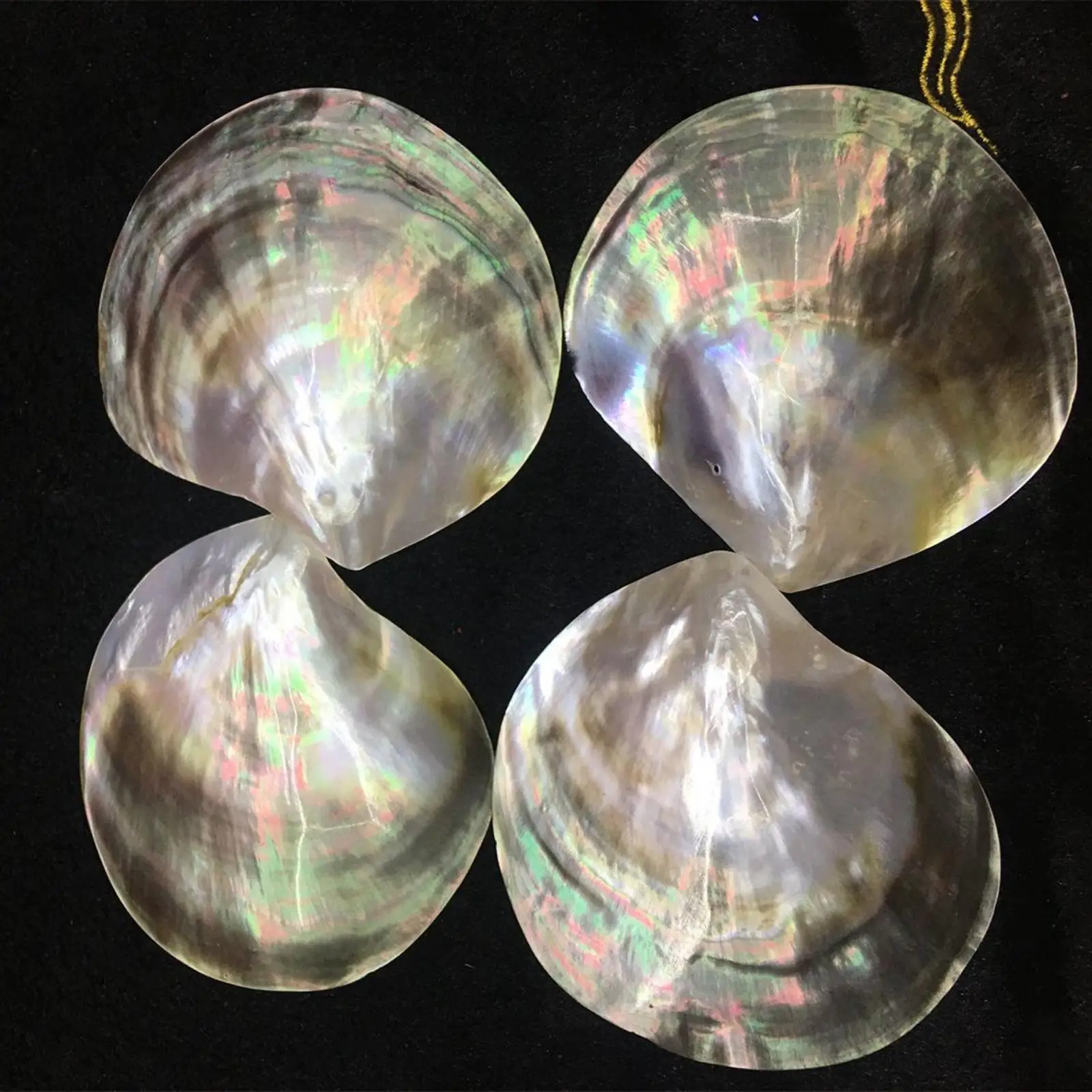 Gifts with Natural Shells And Beach Decorations Tray for Restaurants