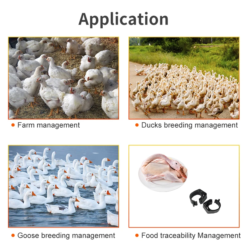100 pz 860-960 Mhz UHF RFID Anello per Piede di Pollame Materiale PP Anatre Anello di Ganso Tag per la Gestione del Bestiame agricolo