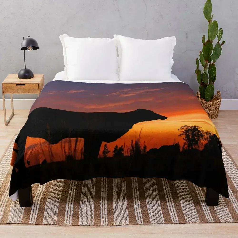 

Droughtmaster Sky Throw Blanket Sofa Quilt Quilt Blankets