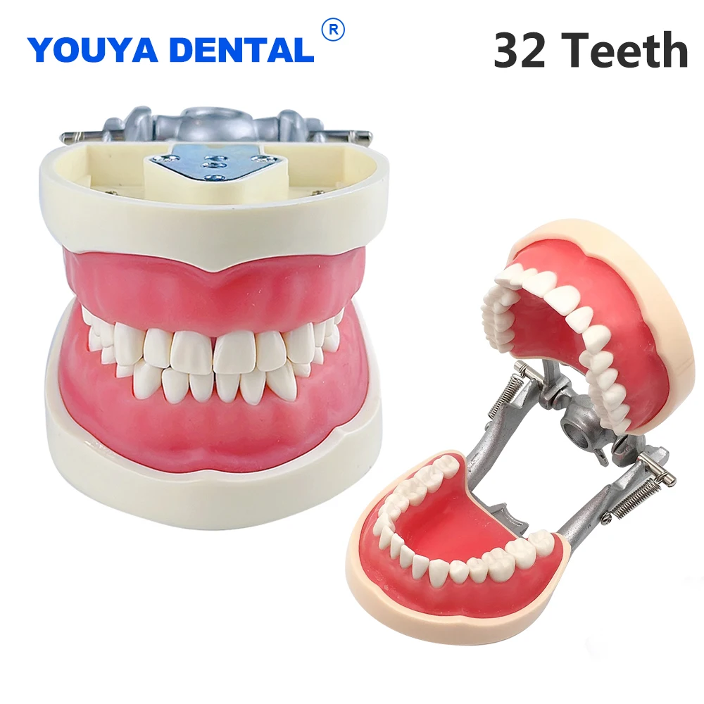 

Teaching Dental Model With Gum Removable Tooth Typodont Model Technician Practice Teaching Jaw Model Dentistry Learning Studying