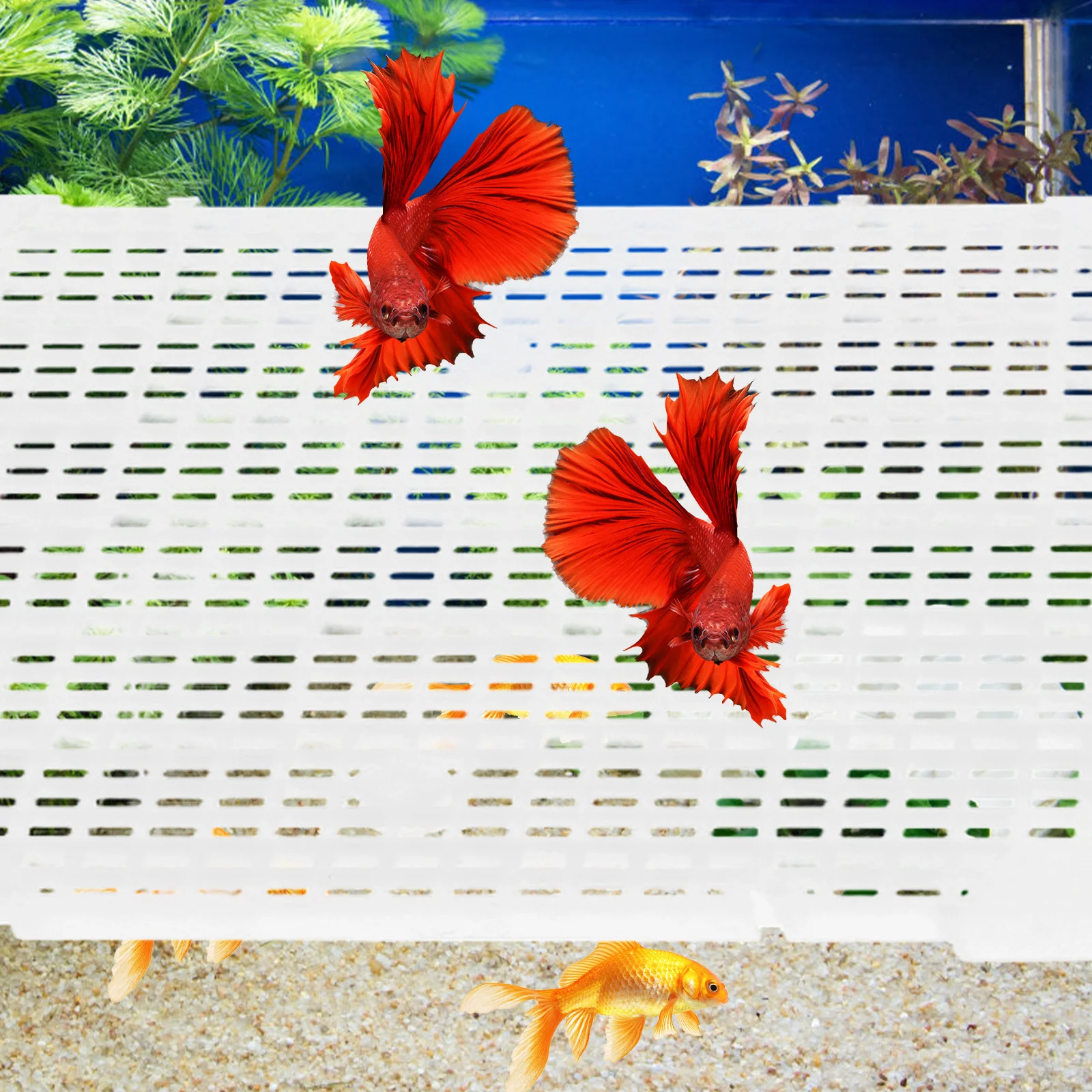 

4 Pcs Isolation Fish Tank Board Baby Separator for Pp Aquarium Divider Dividers