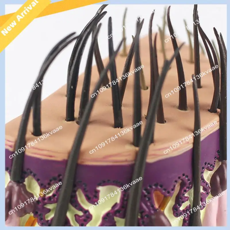 M01K NEW Human Skin Anatomy Model Hair Growth Process Follicle Skin Structure Anatomical  Teaching Display