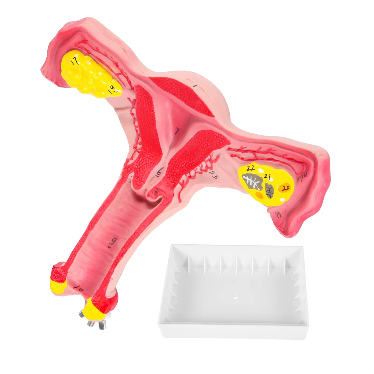 1:1 Human Female Uterus Ovary Fallopian Tubes Model Anatomical Human Anatomy Model Teaching Tools