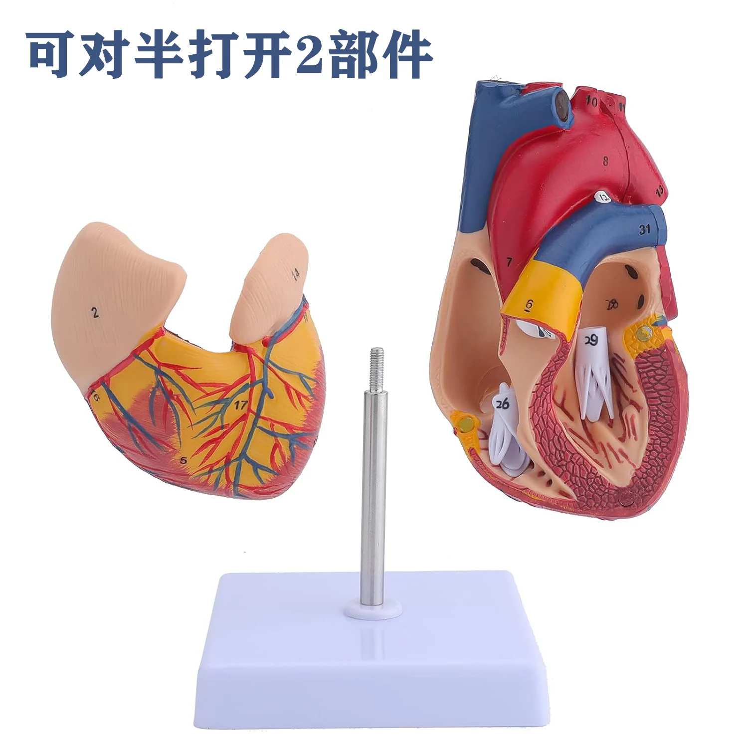 

Genuine 1:1 Human Heart Anatomy Model B Ultrasound Ultrasound Heart Model Disassembly Medical Natural Big Heart Teaching