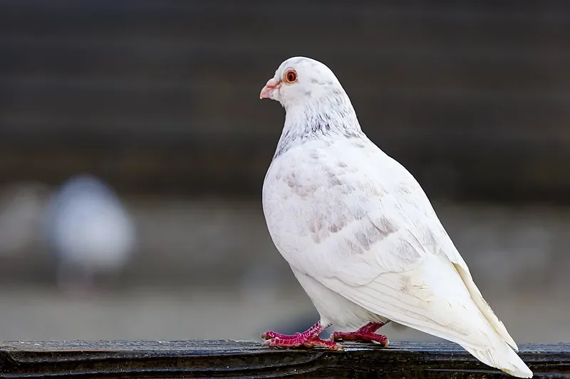 

Бесщеточные двигатели BETAFPV 0702SE/0702 II — 23000/27000/30000KV для дронов Whoop 65 мм