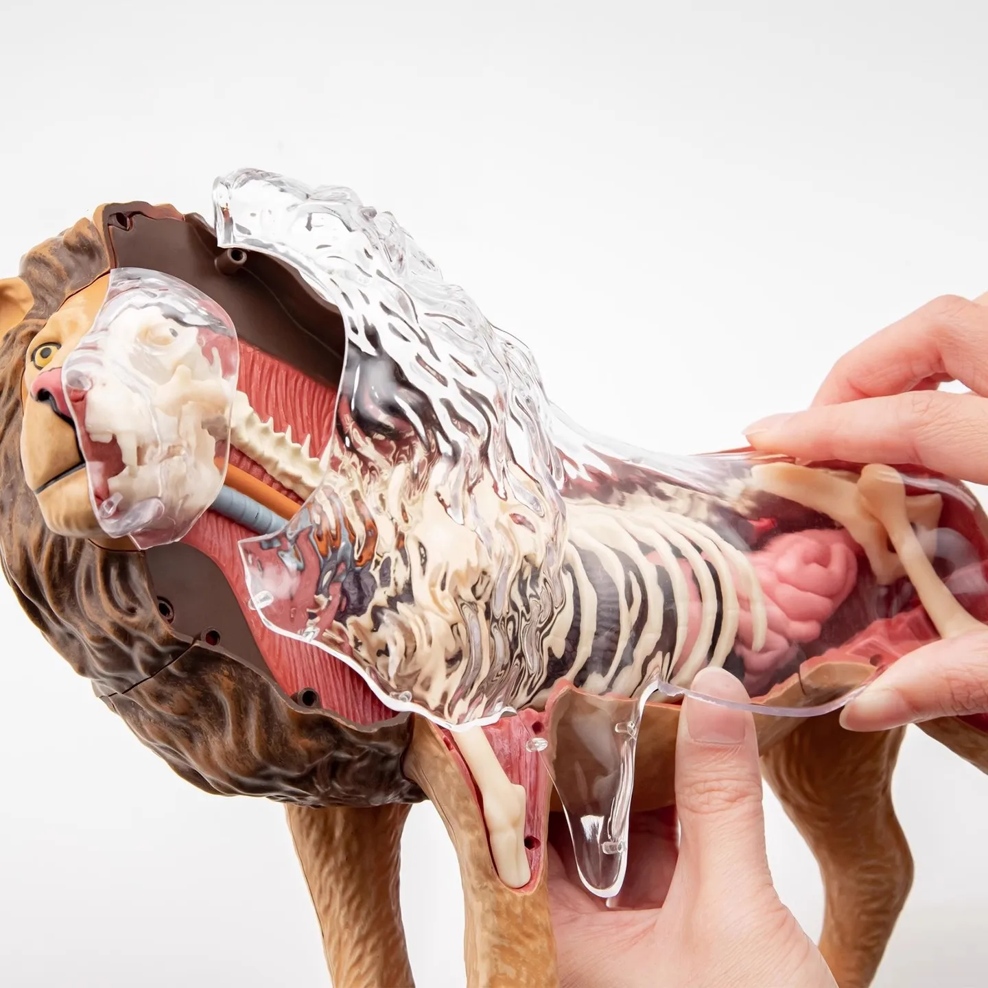 4D رؤية الأسد تشريح نموذج محاكاة واقعية الحيوانات البرية البلاستيكية نموذج لغز تجميع الأدوات التعليمية