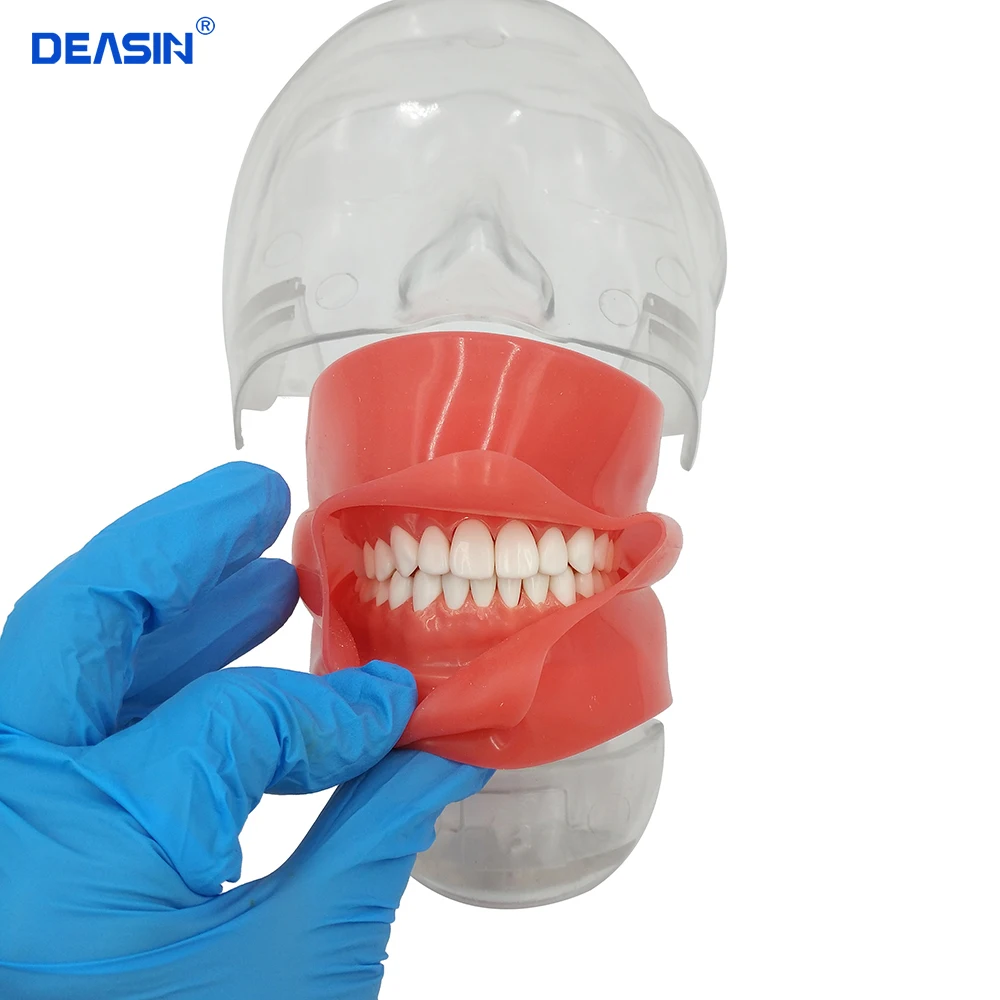 Simple Head model Apply to the oral cavity simulation training fixed on the dental chair for any position practice