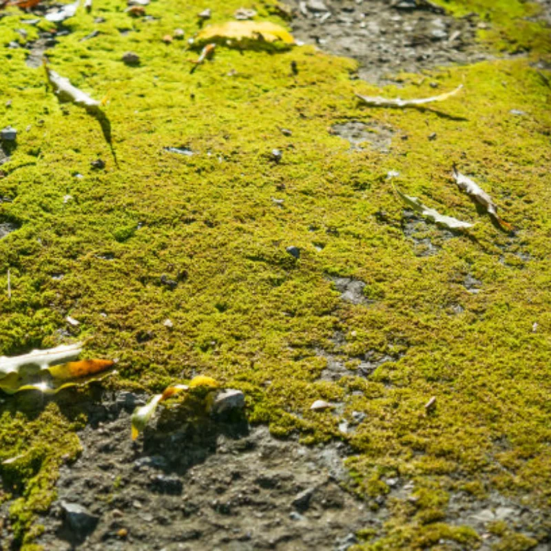 

12A/20A/30A/40A/50A/60A/80A двунаправленный бесщеточный ESC для дистанционного управления автомобильным пневматическим подводным гребнем