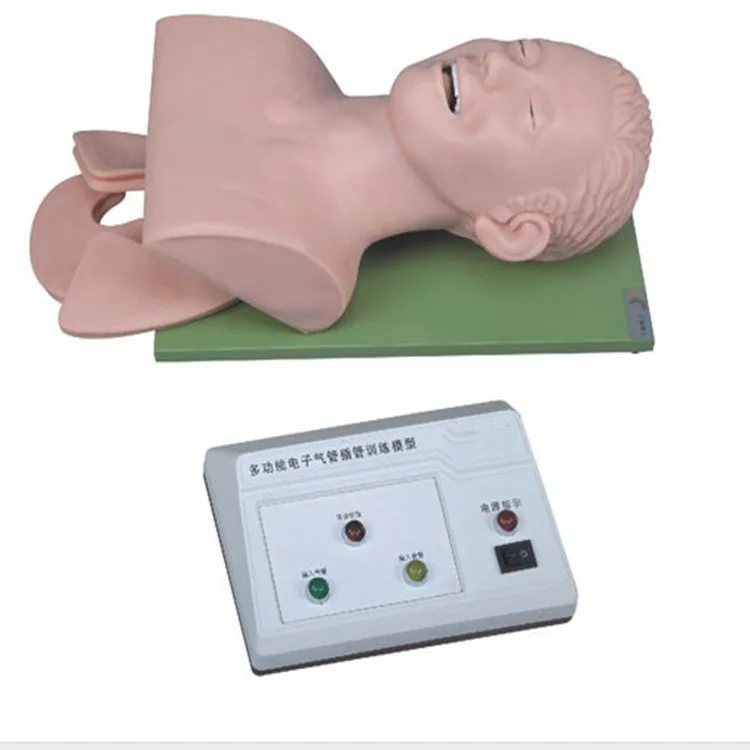 Electronic human tracheal intubation training model (with tooth pressure alarm)