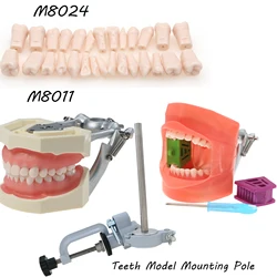 Dental Typodont Teeth Model 32Pcs Replace Screw-in Kilgore Nissin 200 Type Model Mounting Pole M8012 M8025