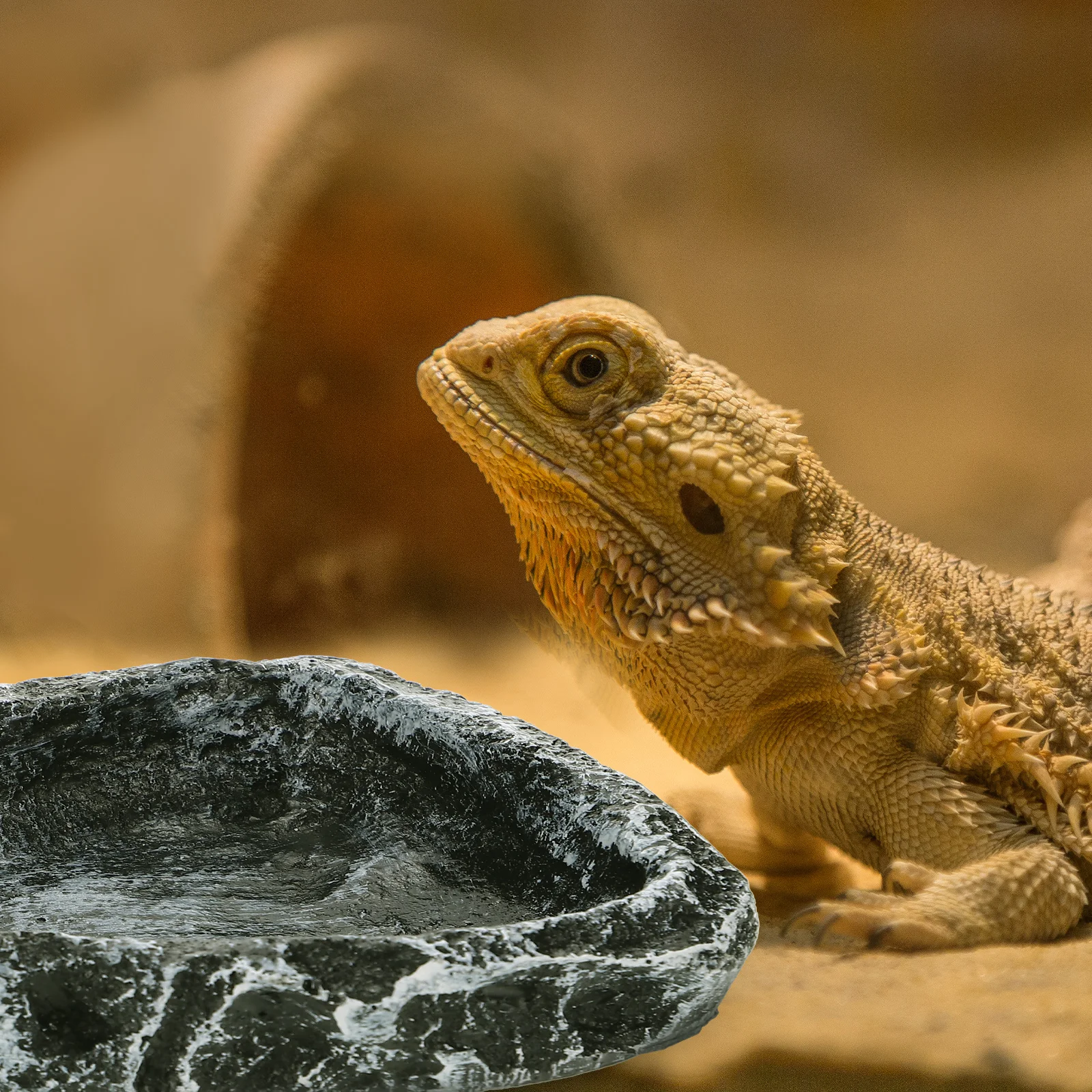 Turtle Disc Reptiles Accessories for Turtles Lizard Supplies Accessory Gecko Terrarium Bearded Dragon Terrestrial Tortoise