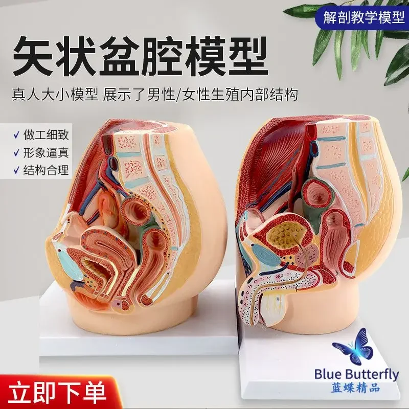 

Pelvic Sagittal Anatomical Model Female Reproductive Organ Model Male And Female Reproductive System Uterine Model