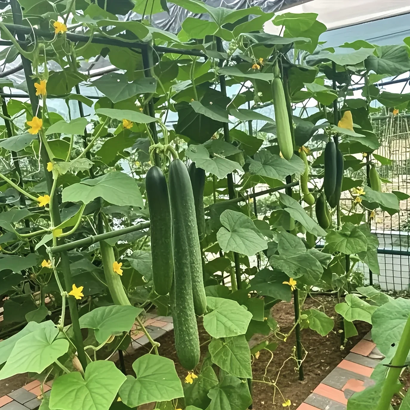 1 set  Garden Plant Climbing Support Frame Rustproof Trellis Kit for Cucumber Tomato Grape Vegetable Vine Growth H0983A