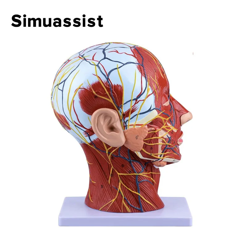 Head Neck Superficial Nerve Vascular Muscle Model,Human,skull with muscle And Nerve blood vessel,School medical teaching supply