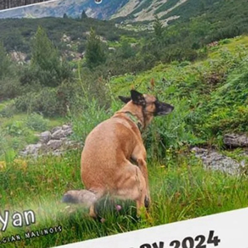 Dog Pooping In Beautiful Places 2024 Calendar (Pre-Order) - Funny Wall Art Christmas Holiday Gag Gift Prank Item facile da usare