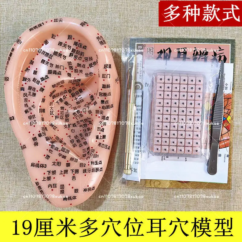 

Human Acupuncture And Moxibustion Point Model Acupuncture And Moxibustion Ear Acupuncture Point Model Ear Mold 19cm Ear