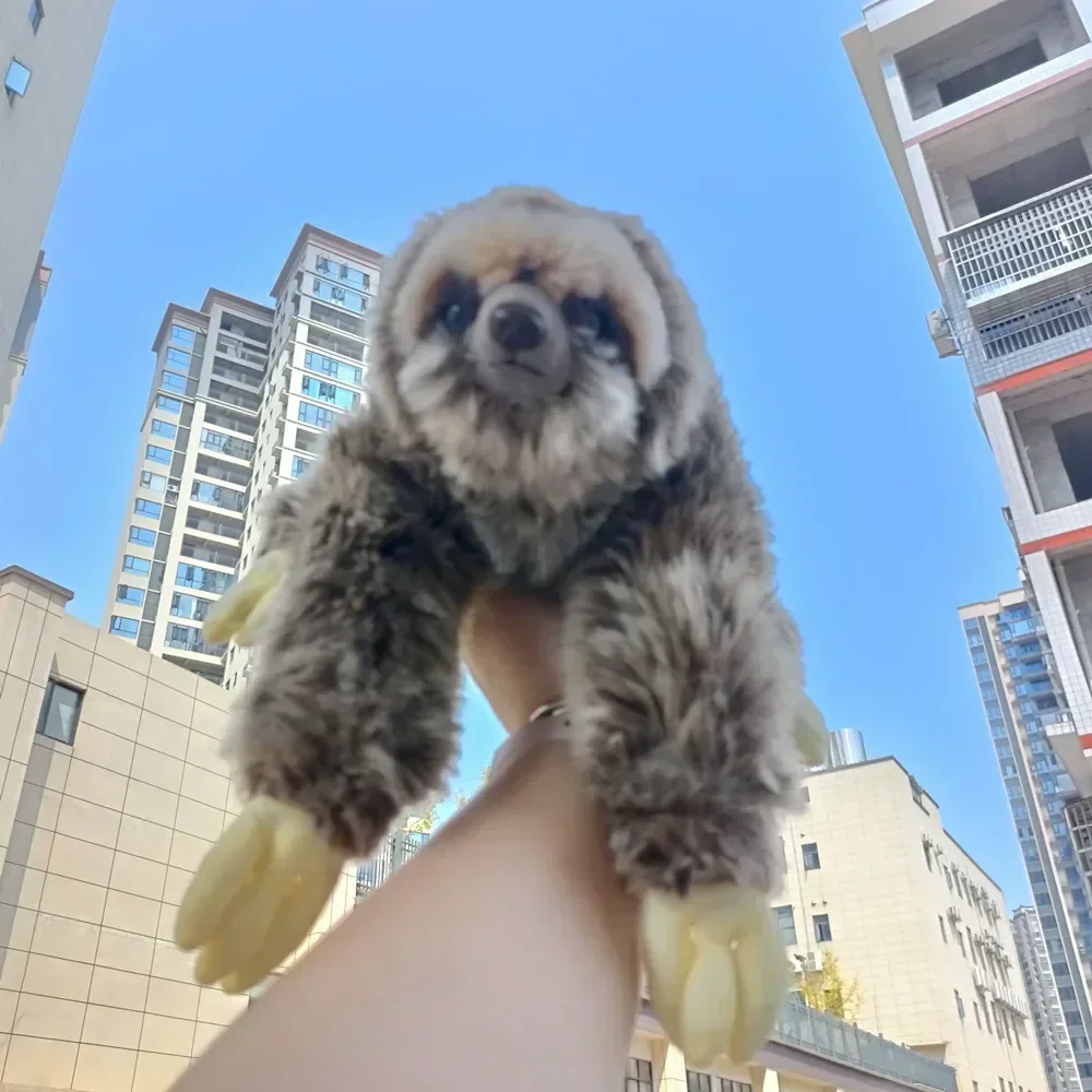 สวนสัตว์ 35 ซม.จําลองเหมือนจริงสาม Toed Sloth Plush ของเล่น Folivora ตุ๊กตาสัตว์ตุ๊กตาวันเกิดคริสต์มาสของขวัญเด็ก