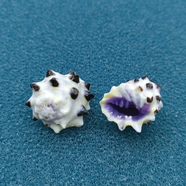 Liguus Virgineus Na…