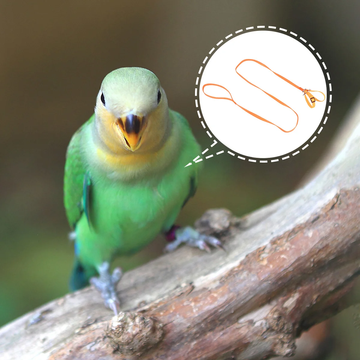 

Pet Pulling Rope 8 Shaped Adjustable Durable Lightweight for Home Outdoor Party Walking Leash Pet Supplies Bird Hamster Tow Rope