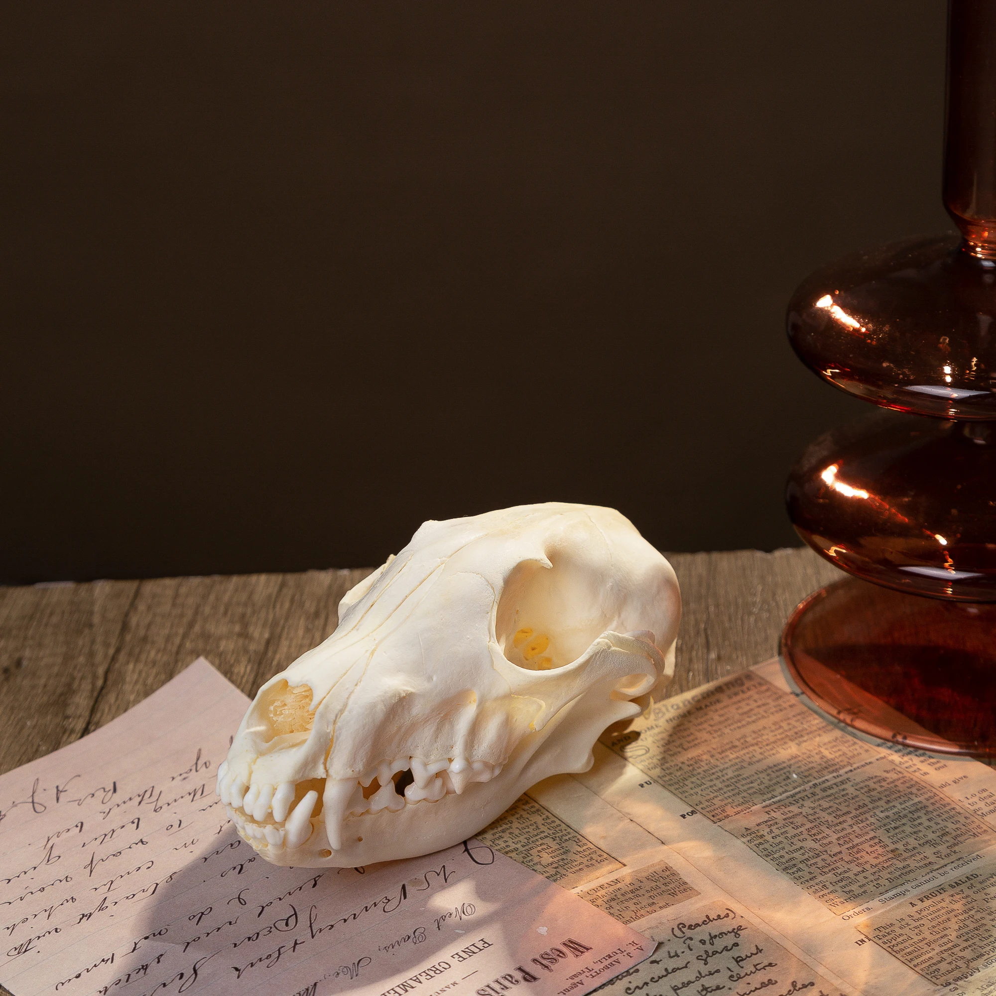 

1/2/3/5/10Pcs Real Skull Crafts Fox Skull for DIY Decorative Collection Educational Taxidermy Teaching Model Display