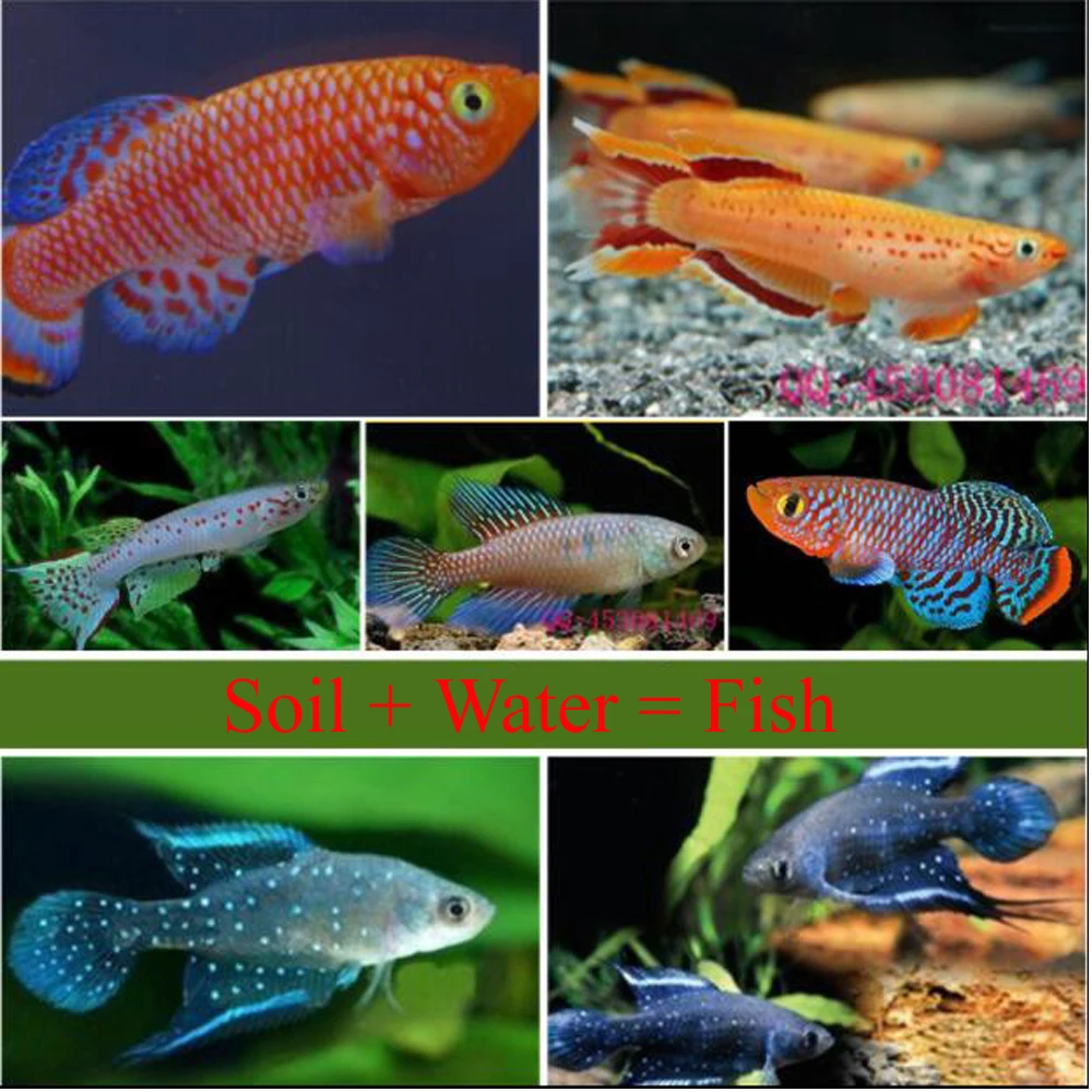 20ไข่/ล็อตน้ำ60มม. + ดินวิเศษ = ปลา Medaka ไข่ killifish ไข่ปลาไข่คริสต์มาสของเล่นวิทยาศาสตร์สำหรับเด็กของเล่นตลก