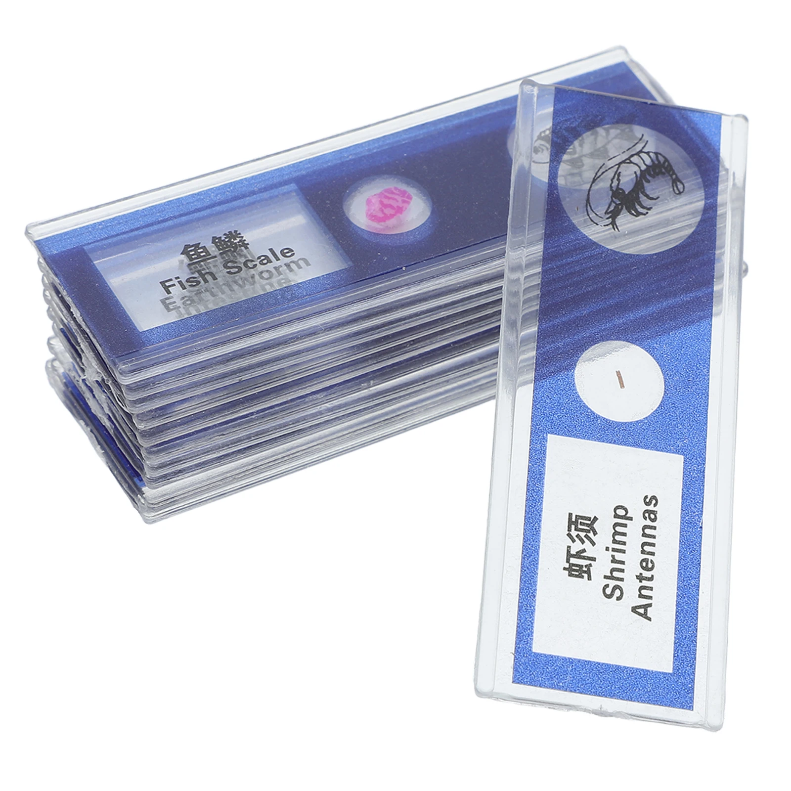 

12pcs Prepared Biological Sample Slides Microscope Kit Clear Blood Cells Tissue Collection for School Lab Study Kids Adults
