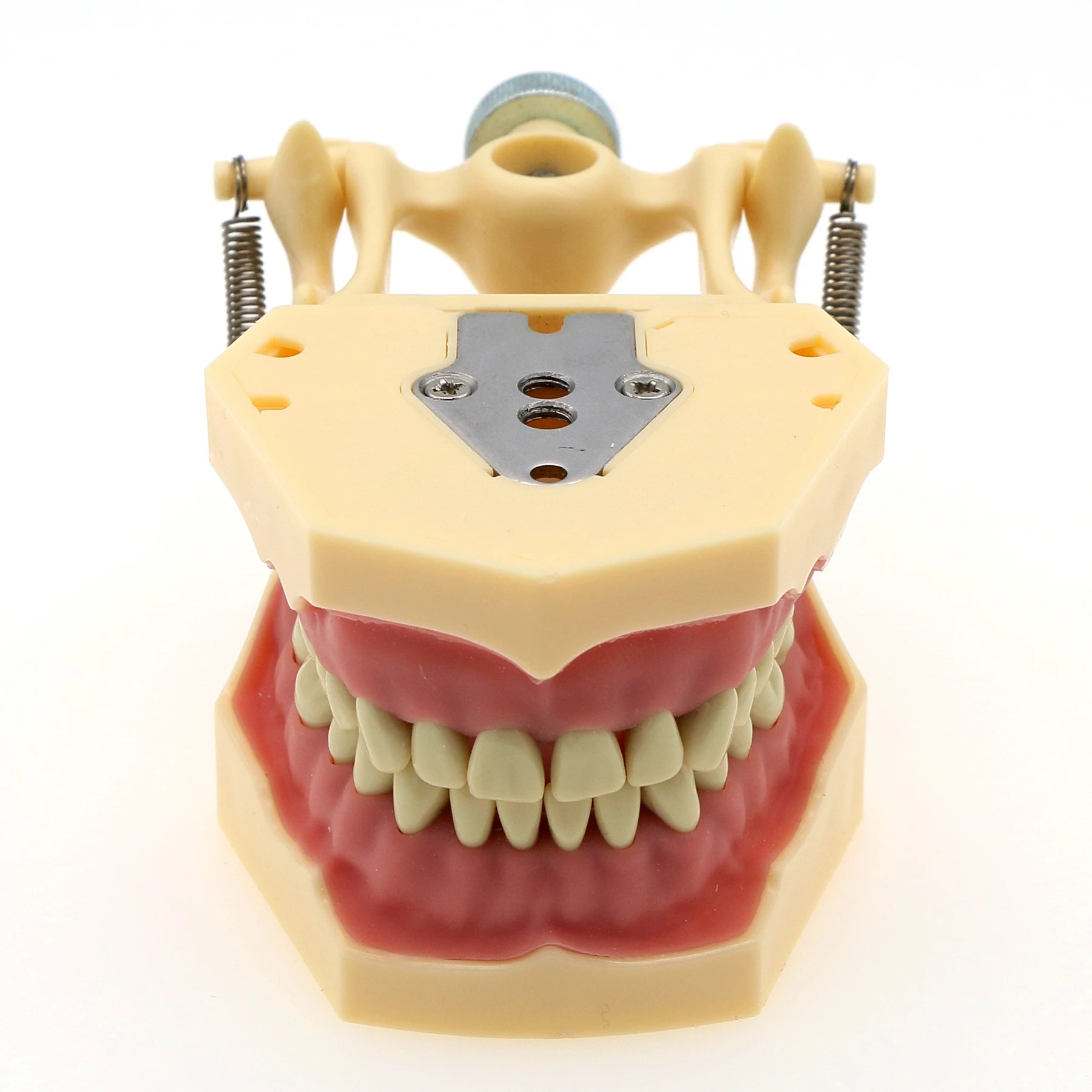 Frasaco  AG3 Type Fit Dental Typodont Standard Model M8014-2 With 32Pcs Screw-in Teeth Practice Filling Restoration Demo M8022-2