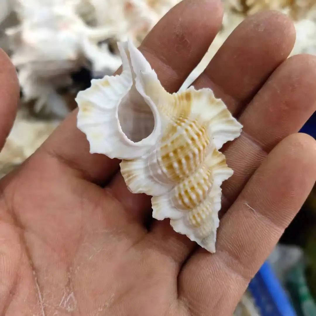 Gyrineum perca Wing method Conch Shell for Mediterranean Decorations, 4-8cm Specimens