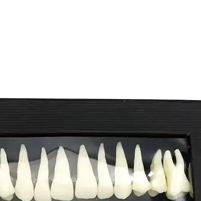 

28 Pcs 1:1 Dental Implant Dental demonstration permanent teeth teach study model Dentist Practice Product teeth model