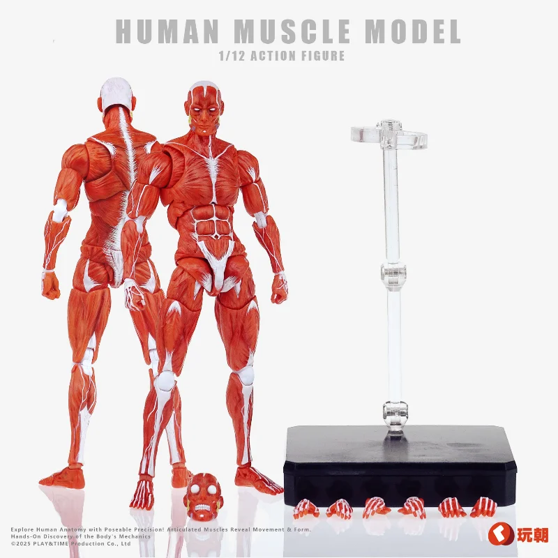 Spot Play Towards Muscle Man Human Muscle Model Super Movable Doll Model Gift Collection