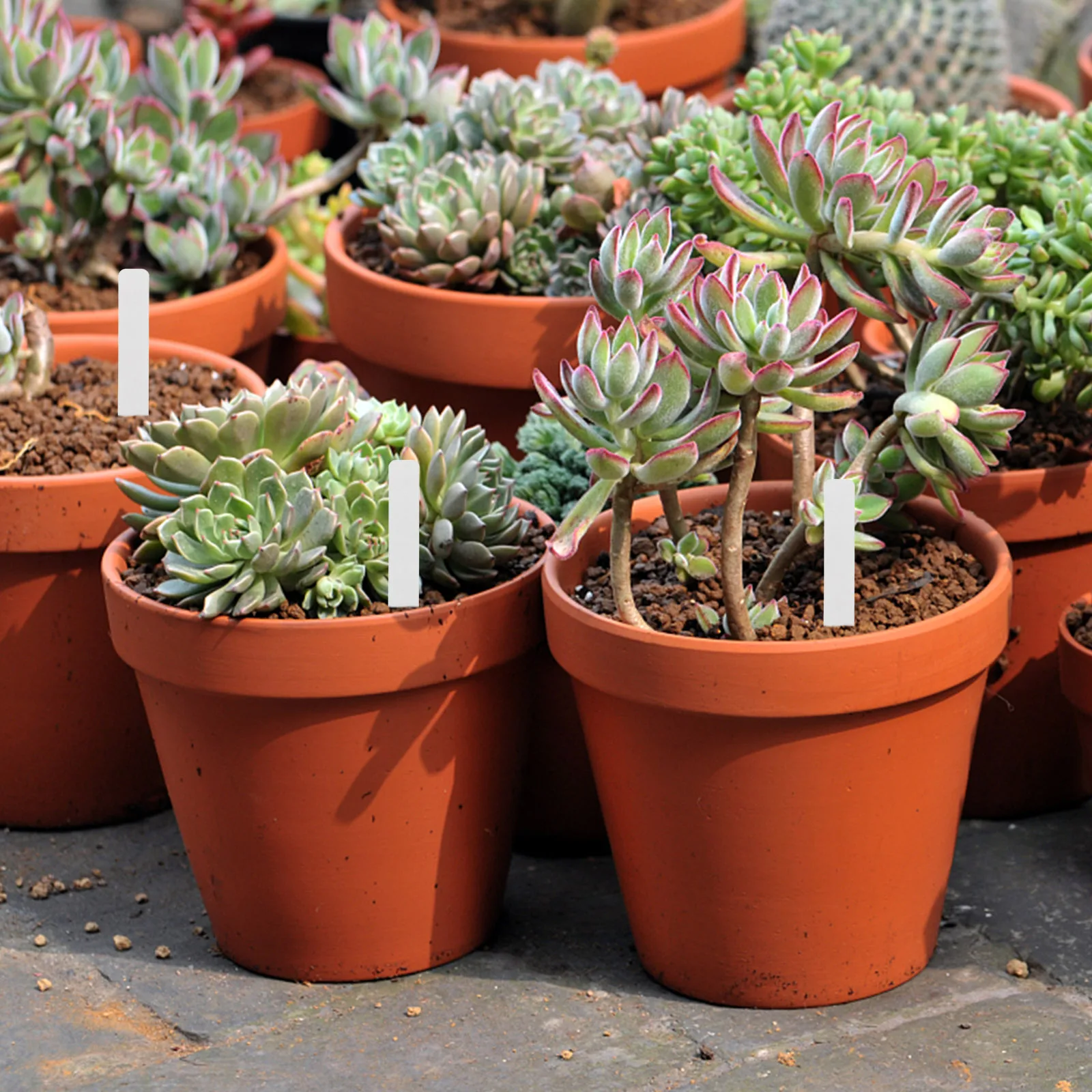 

100 шт. всепогодные этикетки для растений, многоразовые садовые вывески для наружных комнатных растений, маркеры для растений для теплицы