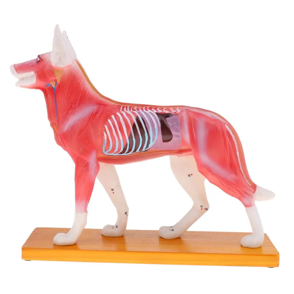 Dog Anatomy Model, Life 2 Acupuncture Points Cat Skeleton Model with Base, Lab Supplies