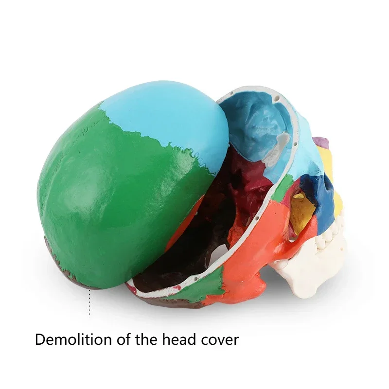 Dental Skull Model - Real Size, Detachable 3D, With Muscle, Dentistry/Medicine Anatomy