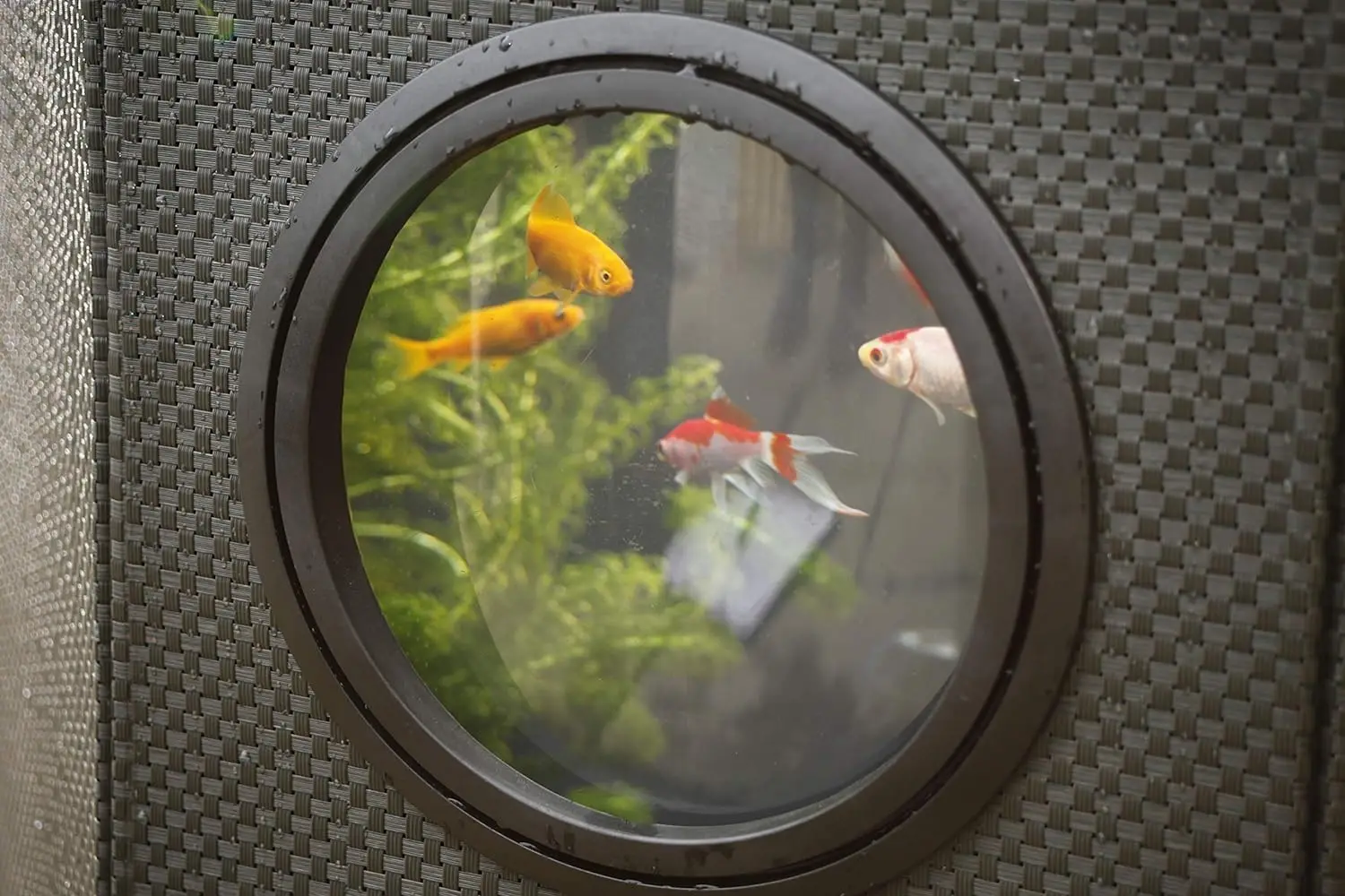 Half-Moon No-Standing Pond, Water Feature Pool, Includes Inpond 5 in 1 300 Pond & Water Pump with UV Clarifier