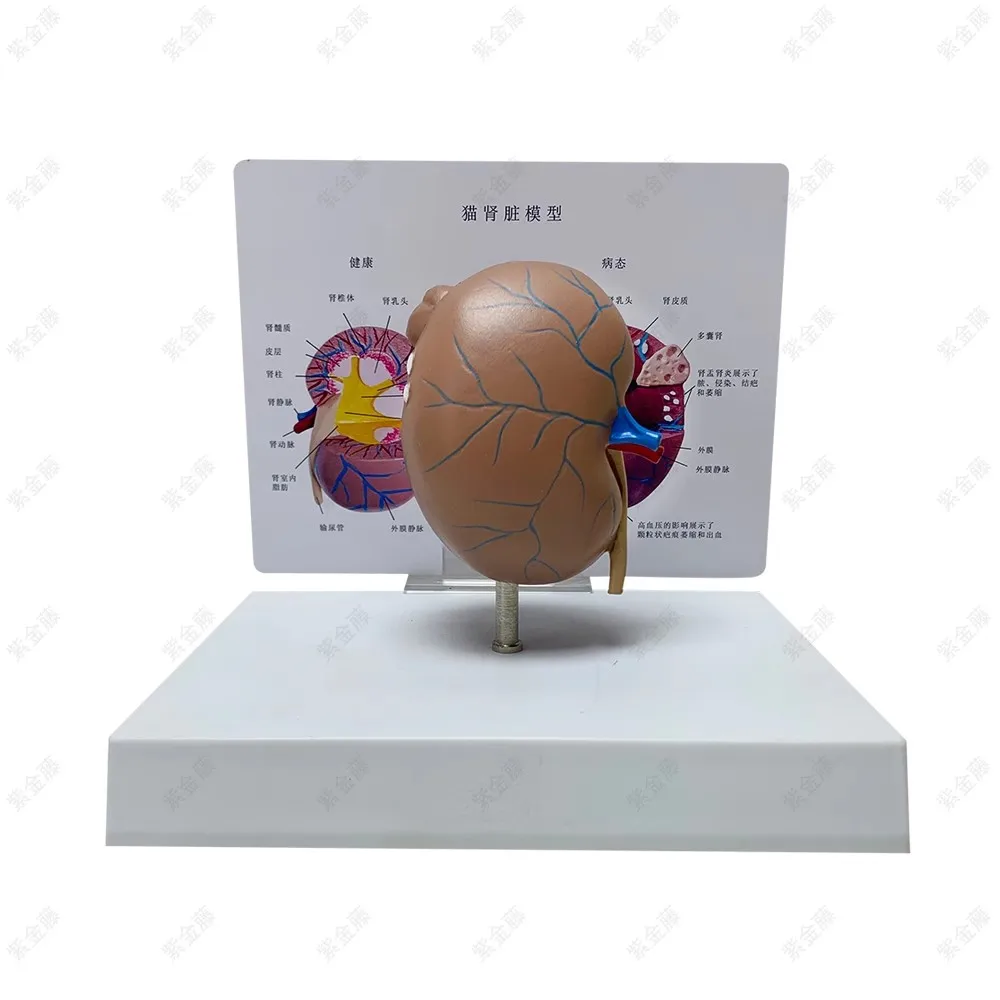 Cat kidney pathological health anatomical model feline pet teaching AIDS Veterinary medical model