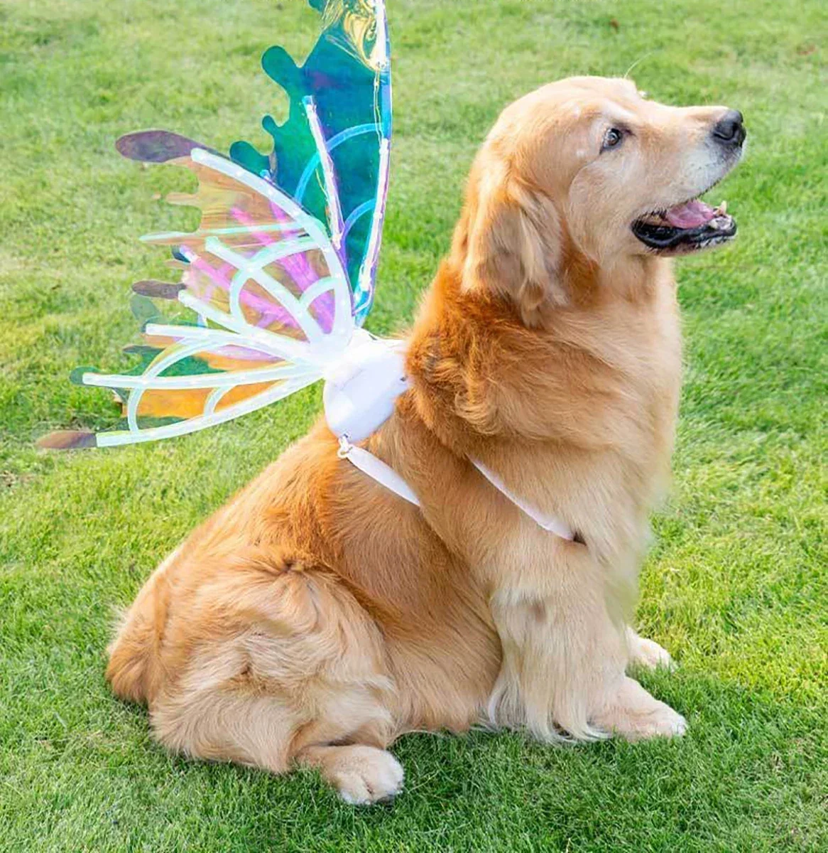 Electric Butterfly Wings Luminous Toy Butterfly Back Flower Fairy pet accessories dog accessories pet supplies