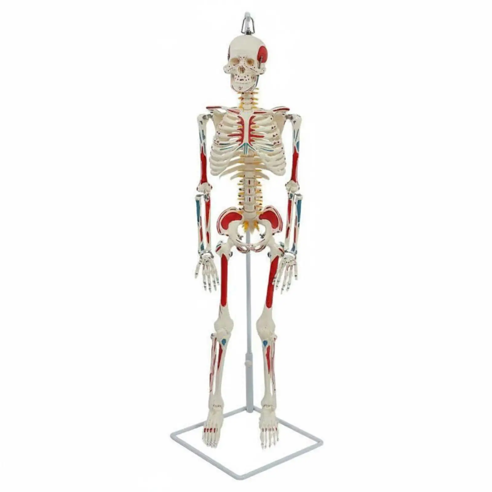 modelo-de-columna-vertebral-flexible-para-ensenanza-anatomica-de-cuerpo-completo-para-aula-laboratorio-y-estudio-de-estudiantes