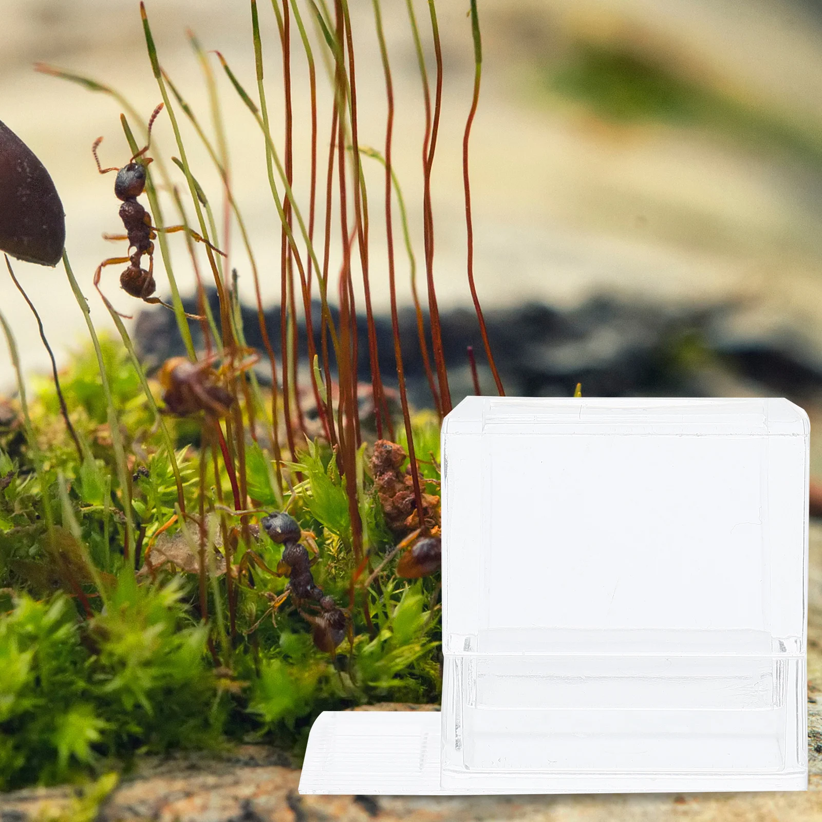 

2pcs Acrylic Ant Water Feeding Bowls Transparent Mini Feeder For Nest Lightweight Drinking Container Portable Water