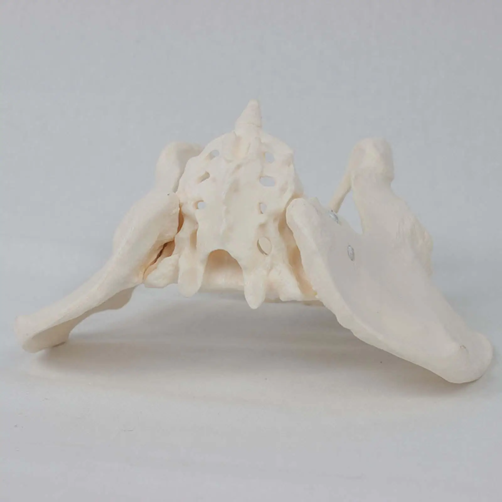 Female Pelvis Model Skeleton Medical Model Science Hip Model Life Size Female Pelvic Skeleton Model, for Patent Communication