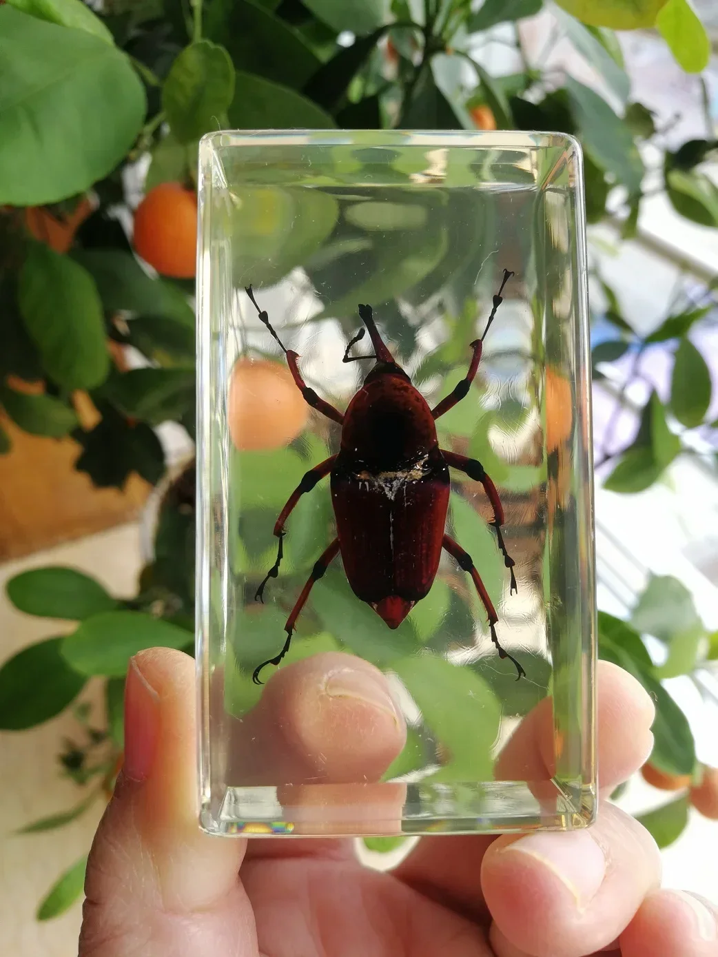 Resin Insect Bug Specimen Taxidermy Epoxy Resin Bug Spiders Beetles Specimen Model Scorpion Insect Crafts Decoration Ornament